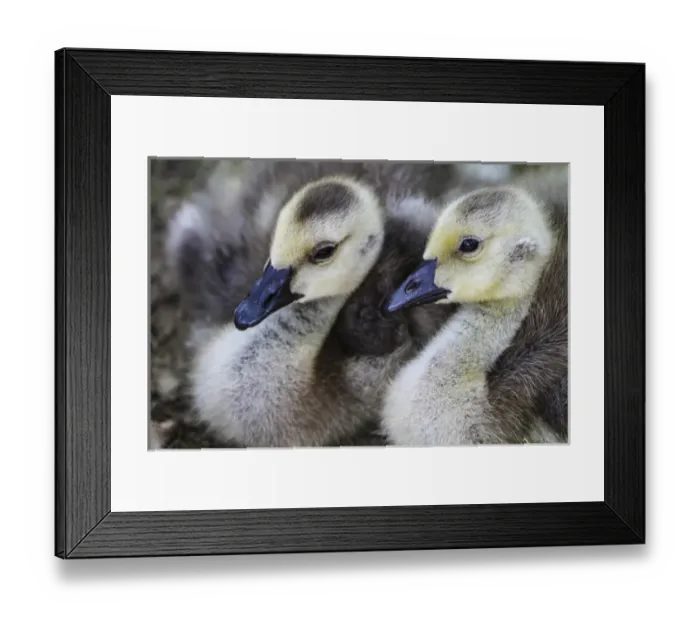 Framed Print : Vienna, Virginina. Pair of young, baby gosling geese cuddle Framed Print : Vienna, Virginina. Pair of young, baby gosling geese cuddle