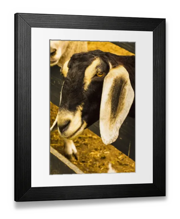 Framed Print : Harrisonburg, Virginia. Black and white goat leans over a wooden fence