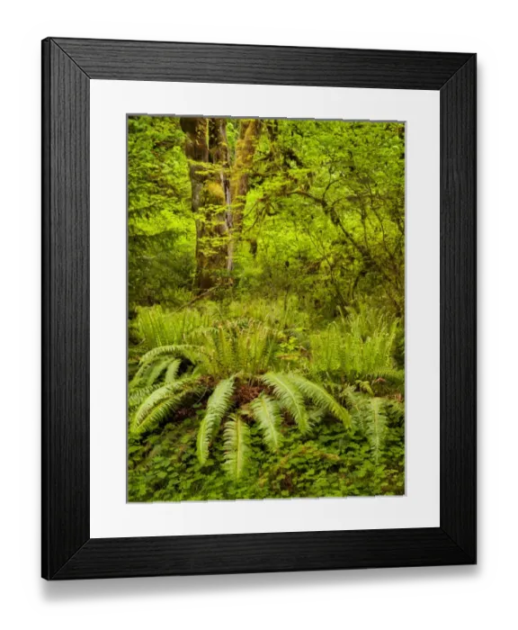 Framed Print : USA, Washington, Olympic National Park, Ferns, trees and foliage in the Hoh Rain Forest Framed Print : USA, Washington, Olympic National Park, Ferns, trees and foliage in the Hoh Rain Forest
