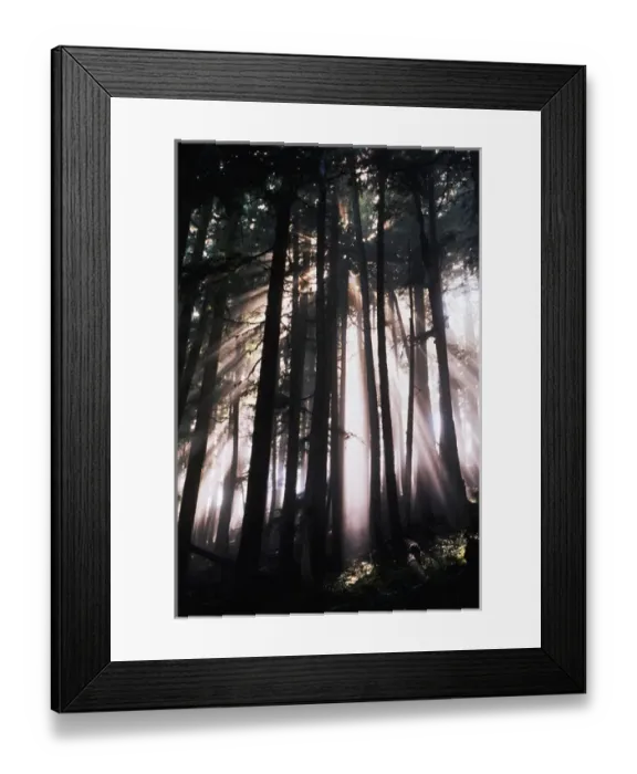 Framed Print : USA, Washington, Mount Rainier National Park, Sunlight through trees Framed Print : USA, Washington, Mount Rainier National Park, Sunlight through trees