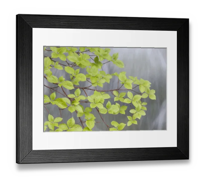 Framed Print : USA, Washington, Stehekin. Close-up of Pacific dogwood branch over Rainbow Creek Framed Print : USA, Washington, Stehekin. Close-up of Pacific dogwood branch over Rainbow Creek