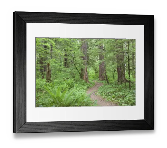 Framed Print : USA, Washington, Olympic National Forest Framed Print : USA, Washington, Olympic National Forest