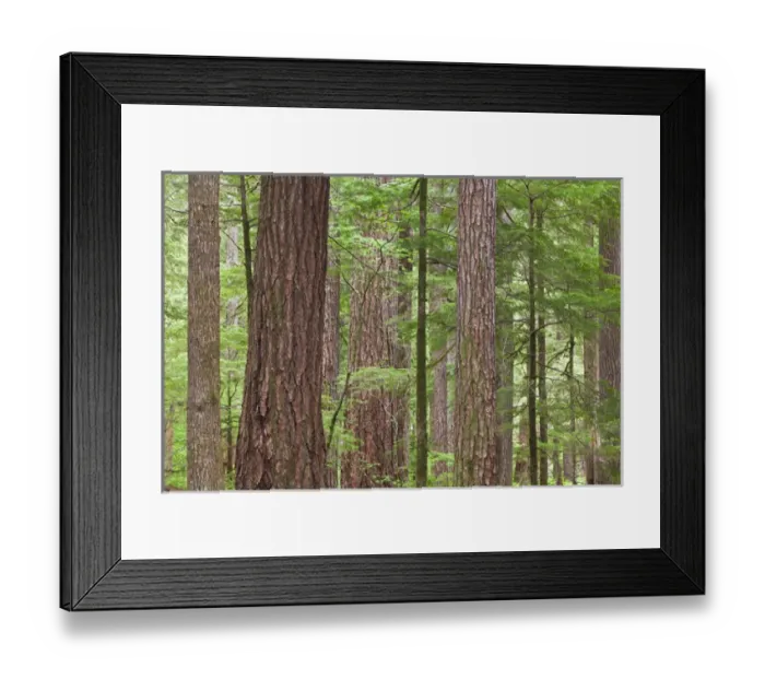 Framed Print : USA, Washington, Olympic National Forest. Stand of old growth Douglas fir trees. Credit as Framed Print : USA, Washington, Olympic National Forest. Stand of old growth Douglas fir trees. Credit as