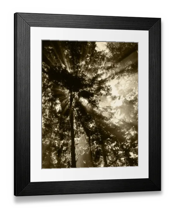 Framed Print : USA, Washington State, Olympic National Park, Sunbeam passing through trees