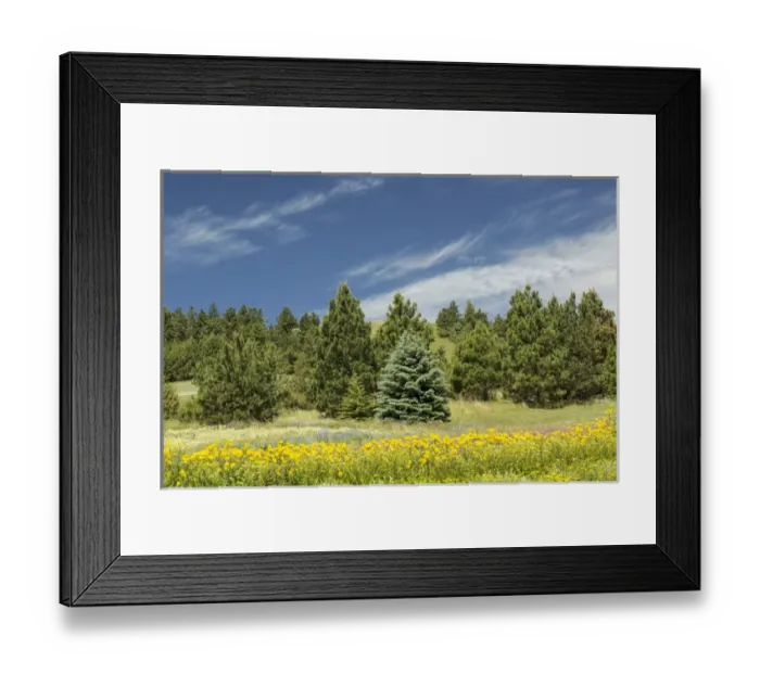 Framed Print : Wildflower Garden, Palouse region of eastern Washington Framed Print : Wildflower Garden, Palouse region of eastern Washington