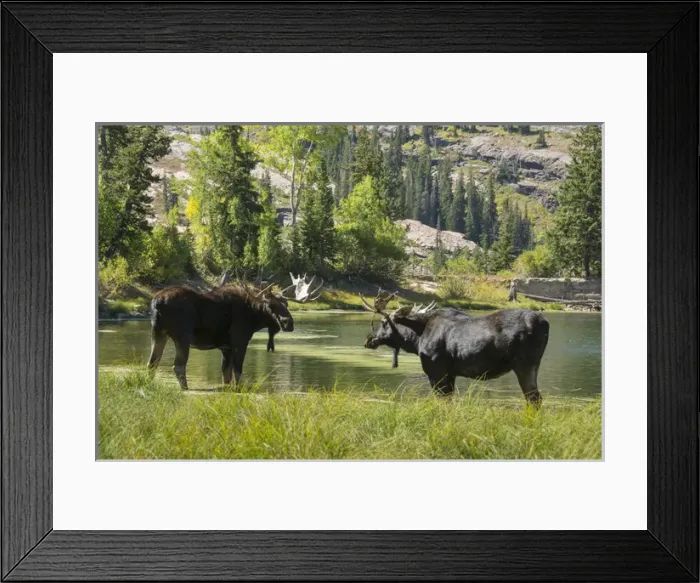 Framed Print : Moose in Uintah Wasatch Cache National Forest, Utah Framed Print : Moose in Uintah Wasatch Cache National Forest, Utah