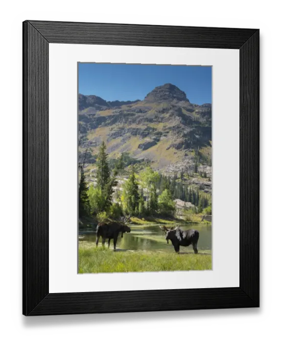 Framed Print : Moose in Uintah Wasatch Cache National Forest, Utah