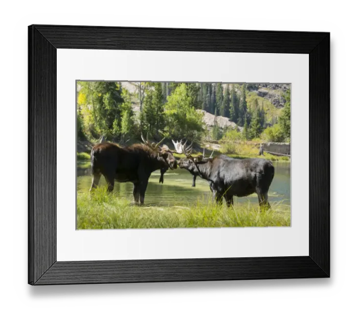 Framed Print : Moose in Uintah Wasatch Cache National Forest, Utah