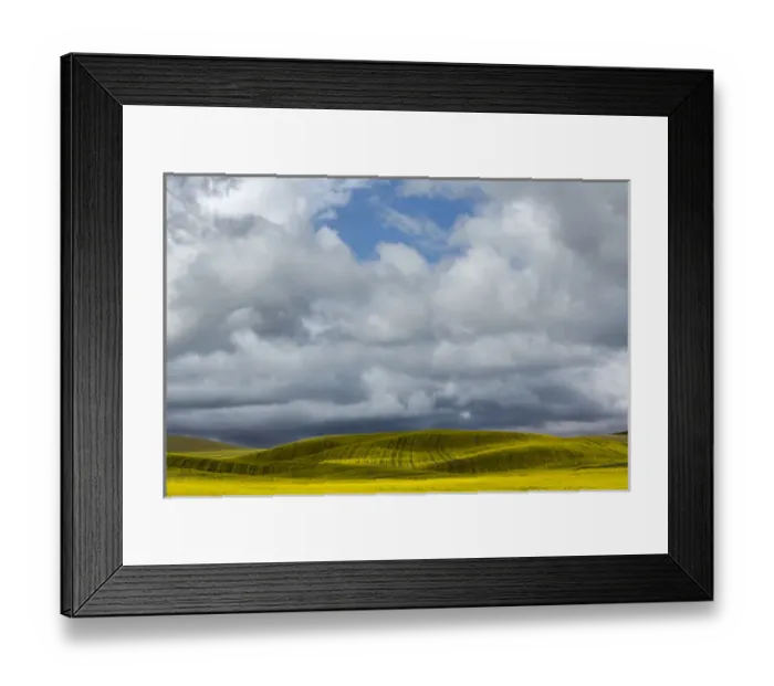 Framed Print : Rolling hills of yellow canola, Palouse region of eastern Washington Framed Print : Rolling hills of yellow canola, Palouse region of eastern Washington