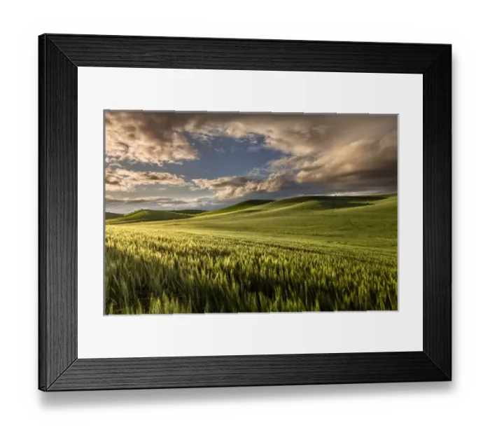 Framed Print : Rolling hills of wheat at sunrise, Palouse region of eastern Washington Framed Print : Rolling hills of wheat at sunrise, Palouse region of eastern Washington
