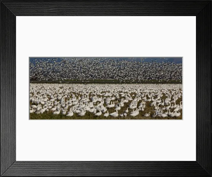 Framed Print : Snow geese, Skagit Valley, Washington, USA Framed Print : Snow geese, Skagit Valley, Washington, USA