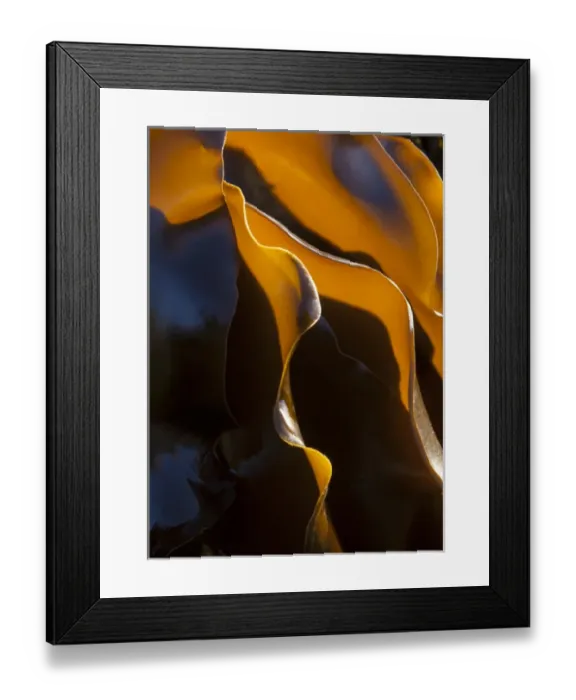 Framed Print : Kelp, Olympic National Park, Washington, USA Framed Print : Kelp, Olympic National Park, Washington, USA