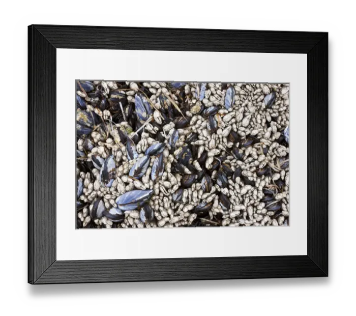 Framed Print : Mussels and barnacles, Olympic National Park, Washington, USA