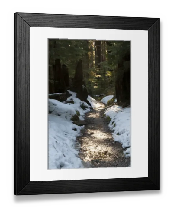 Framed Print : Sun lit trail, Olympic National Park, Washington, USA Framed Print : Sun lit trail, Olympic National Park, Washington, USA