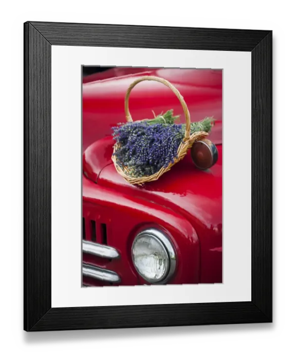 Framed Print : Lavender bunches rest on an old farm pickup truck