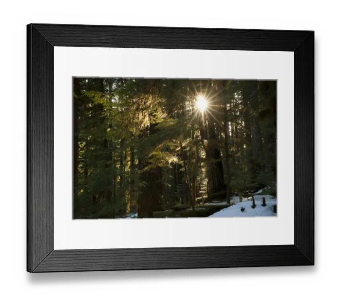 Framed Print : Sunburst in the rainforest, Olympic National Park, Washington, USA Framed Print : Sunburst in the rainforest, Olympic National Park, Washington, USA