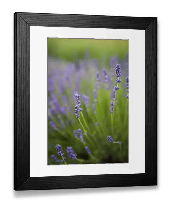 Framed Print : Lavender plants Framed Print : Lavender plants
