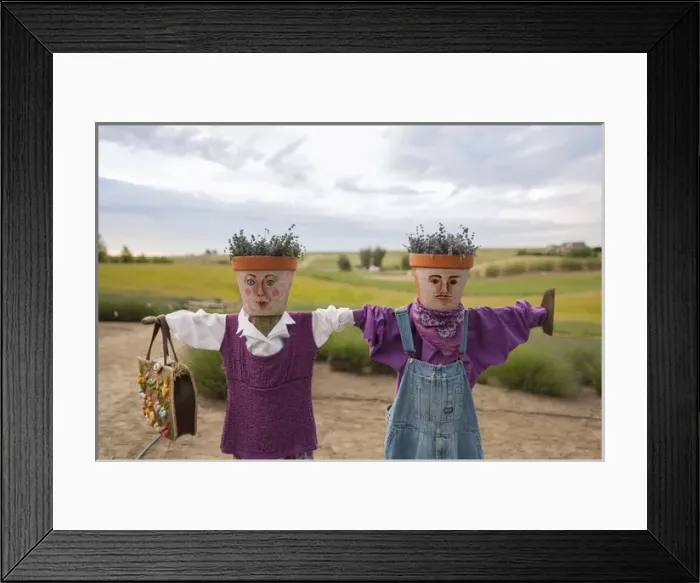 Framed Print : Scarecrows at a lavendar farm in SE Washington Framed Print : Scarecrows at a lavendar farm in SE Washington