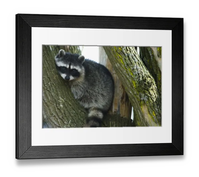 Framed Print : Raccoon, Skagit Valley, Washington Framed Print : Raccoon, Skagit Valley, Washington