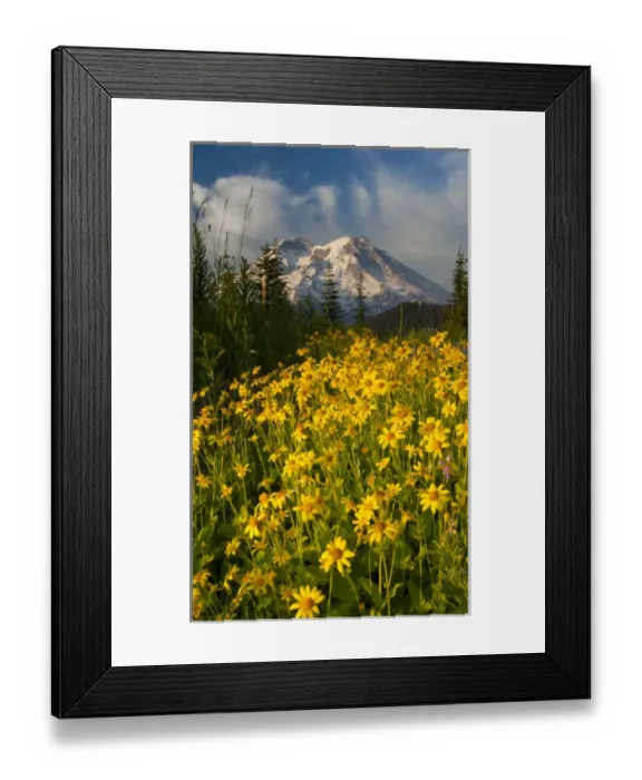 Framed Print : Wildflowers and Mt. Rainier, Washington, USA (Not available for prints, posters Framed Print : Wildflowers and Mt. Rainier, Washington, USA (Not available for prints, posters