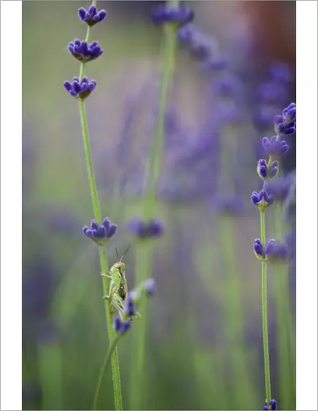Grasshopper with lavender
