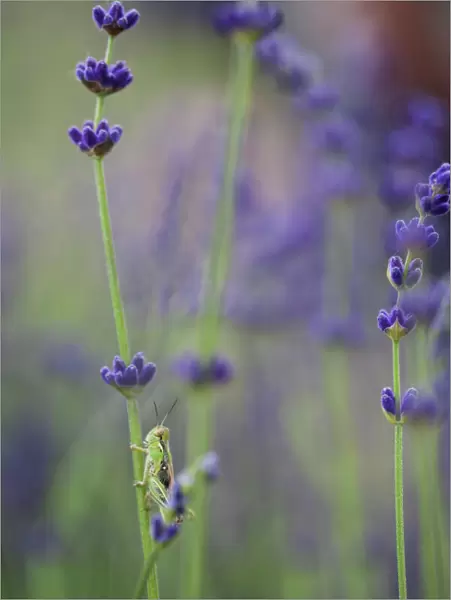 Grasshopper with lavender