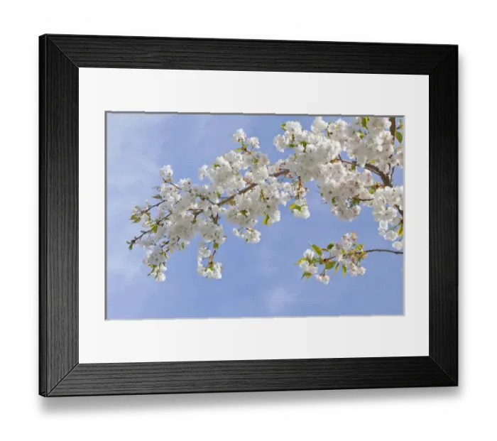 Framed Print : USA, Washington, Seabeck. Cherry blossoms against blue sky Framed Print : USA, Washington, Seabeck. Cherry blossoms against blue sky