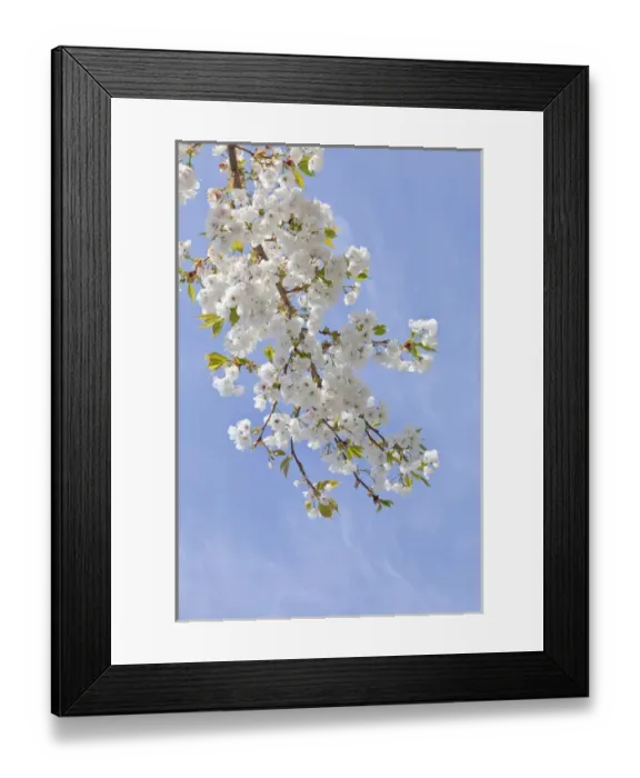 Framed Print : USA, Washington, Seabeck. Cherry blossoms against blue sky Framed Print : USA, Washington, Seabeck. Cherry blossoms against blue sky