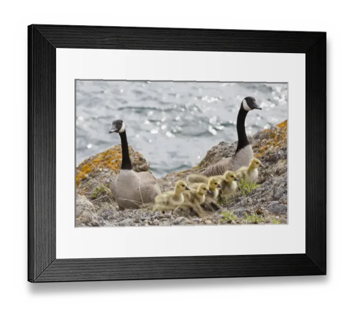 Framed Print : USA, Washington, San Juan Islands. Canada geese with goslings on Matia Island. Credit as Framed Print : USA, Washington, San Juan Islands. Canada geese with goslings on Matia Island. Credit as