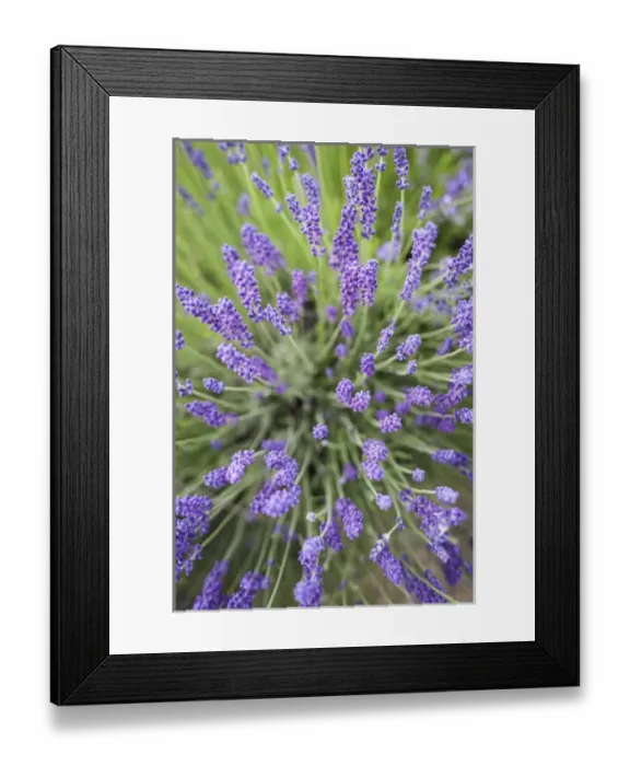 Framed Print : Lavender plants
