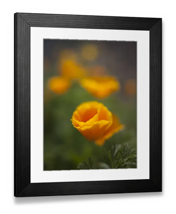 Framed Print : Orange California Poppy with isolated selective focus
