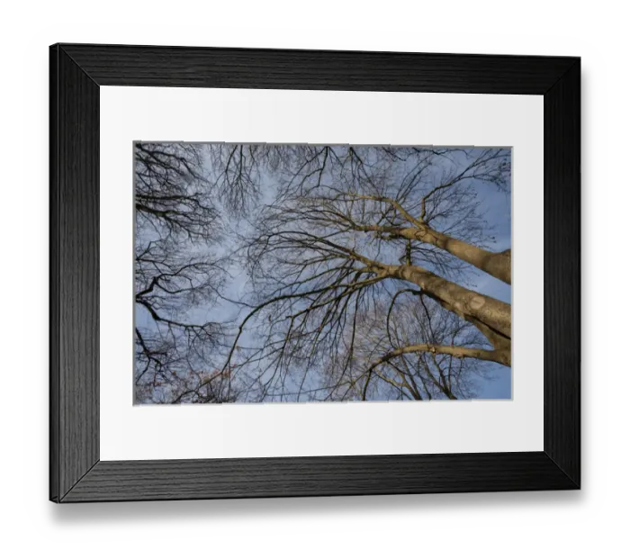 Framed Print : Tree trunk design / pattern. Pioineer Park, Walla Walla, WA Framed Print : Tree trunk design / pattern. Pioineer Park, Walla Walla, WA