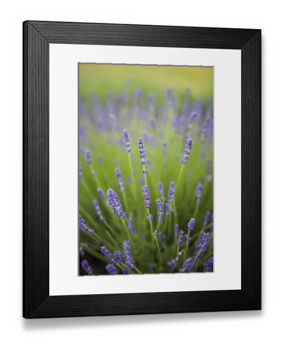 Framed Print : Lavender plants Framed Print : Lavender plants
