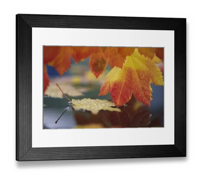 Framed Print : USA, Washington, Bellingham, Close-up of autumn vine maple leaves reflecting in pool of water Framed Print : USA, Washington, Bellingham, Close-up of autumn vine maple leaves reflecting in pool of water