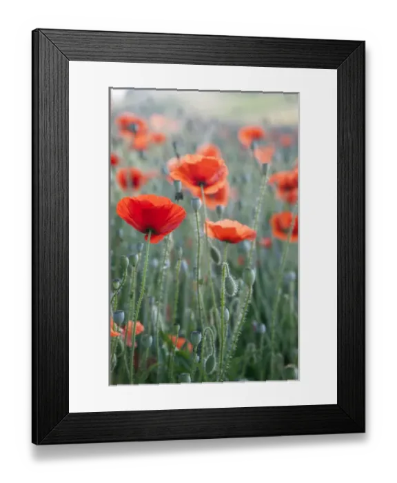 Framed Print : Poppies in bloom