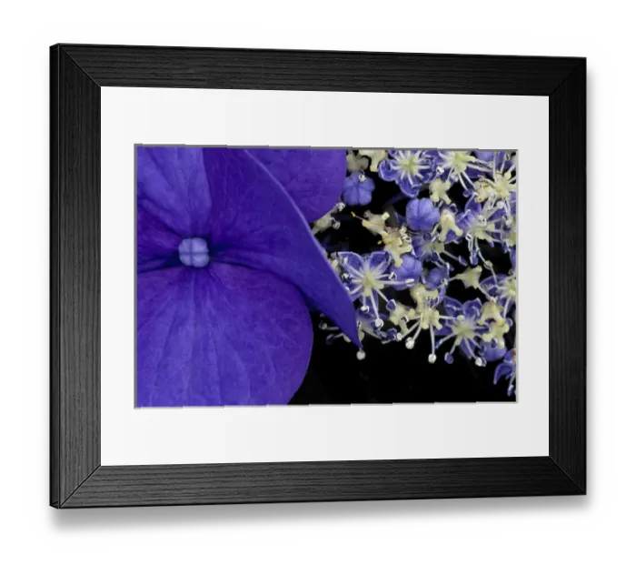 Framed Print : USA, Washington, Seattle. Close-up of hydrangea Framed Print : USA, Washington, Seattle. Close-up of hydrangea