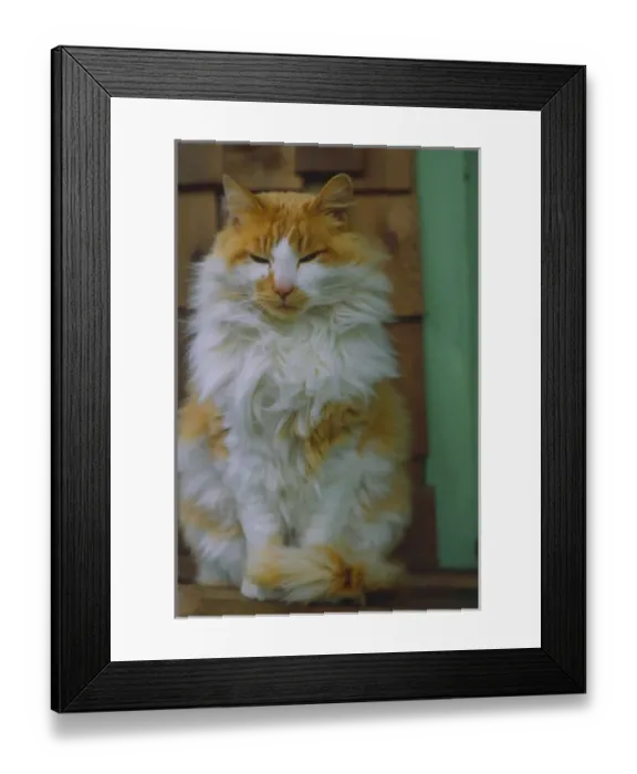 Framed Print : USA, Washington, Bellingham. Fluffy orange cat on ledge Framed Print : USA, Washington, Bellingham. Fluffy orange cat on ledge