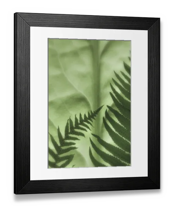 Framed Print : USA, Washington, Seabeck. Oak fern and sword fern on backlit skunk cabbage leaf. Credit as Framed Print : USA, Washington, Seabeck. Oak fern and sword fern on backlit skunk cabbage leaf. Credit as