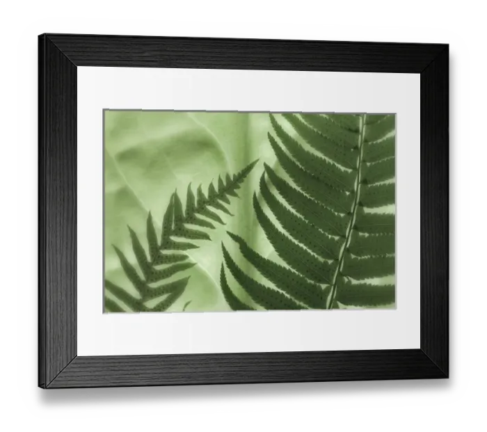Framed Print : USA, Washington, Seabeck. Oak fern and sword fern on backlit skunk cabbage leaf. Credit as Framed Print : USA, Washington, Seabeck. Oak fern and sword fern on backlit skunk cabbage leaf. Credit as