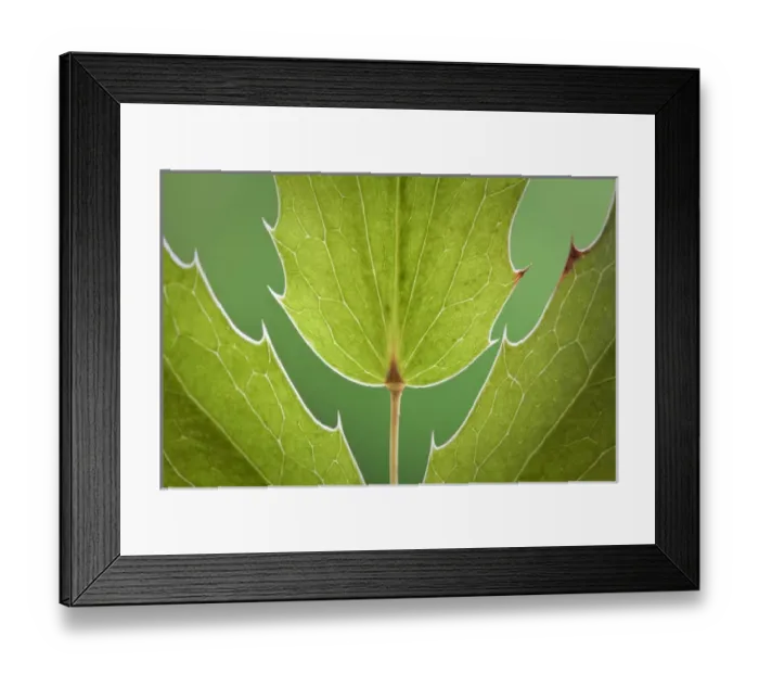 Framed Print : USA, Washington, Seabeck. Close-up of Oregon grape plant Framed Print : USA, Washington, Seabeck. Close-up of Oregon grape plant