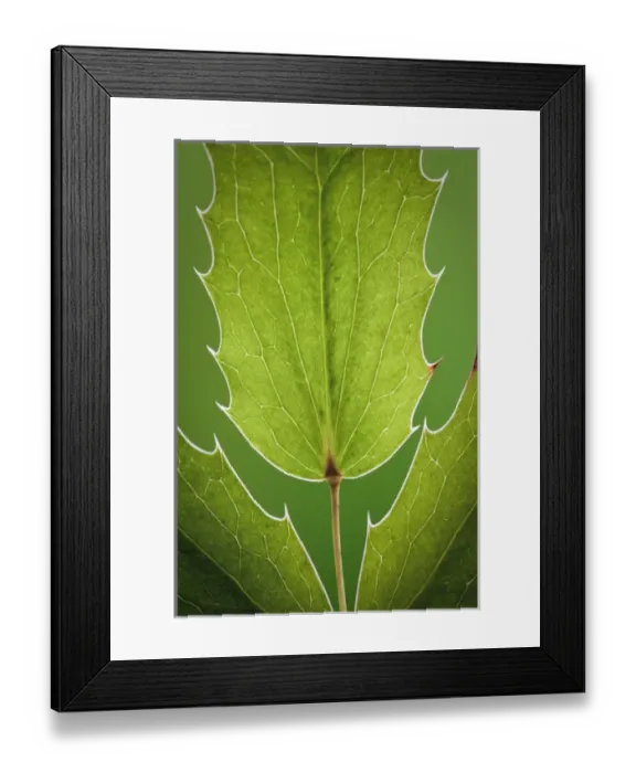 Framed Print : USA, Washington, Seabeck. Close-up of Oregon grape plant Framed Print : USA, Washington, Seabeck. Close-up of Oregon grape plant