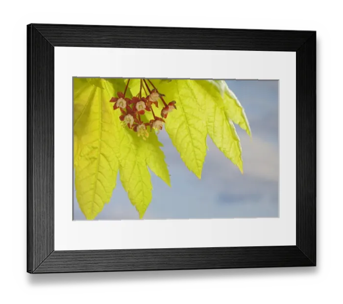 Framed Print : USA, Washington, Seabeck. Close-up of flowering vine maple leaf Framed Print : USA, Washington, Seabeck. Close-up of flowering vine maple leaf