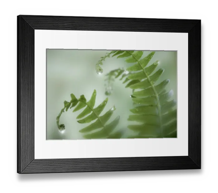 Framed Print : USA, Washington, Seabeck. Close-up of dewy deer ferns Framed Print : USA, Washington, Seabeck. Close-up of dewy deer ferns