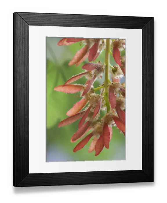 Framed Print : USA, Washington, Seabeck. Close-up of maple tree seeds Framed Print : USA, Washington, Seabeck. Close-up of maple tree seeds