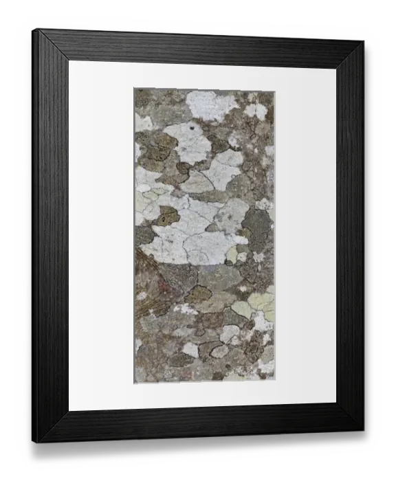 Framed Print : USA, Washington, Seabeck. Tree bark with lichen growth