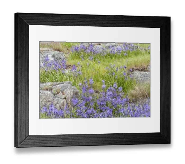 Framed Print : USA, Washington, San Juan Islands. Wildflowers surround boulders on Yellow Island