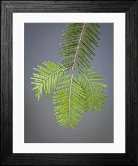 Framed Print : USA, Washington, Stehekin. Close-up of new fir needles Framed Print : USA, Washington, Stehekin. Close-up of new fir needles