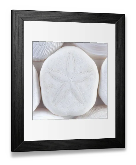 Framed Print : USA, Washington. Close-up of sea shells and sand dollar Framed Print : USA, Washington. Close-up of sea shells and sand dollar