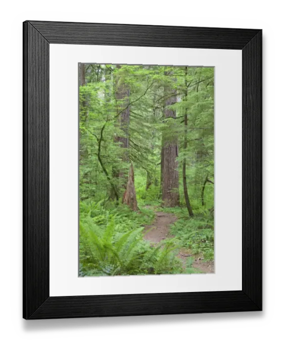 Framed Print : USA, Washington, Olympic National Forest Framed Print : USA, Washington, Olympic National Forest