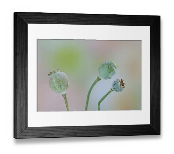 Framed Print : USA, Washington. Close-up of colorful poppy seed heads on stems Framed Print : USA, Washington. Close-up of colorful poppy seed heads on stems